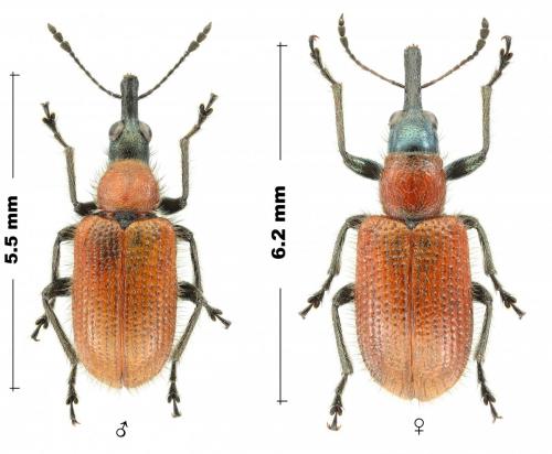 Lasiorhynchites coeruleocephalus